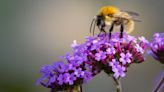 Best flowers to plant in June to attract pollinators to your garden