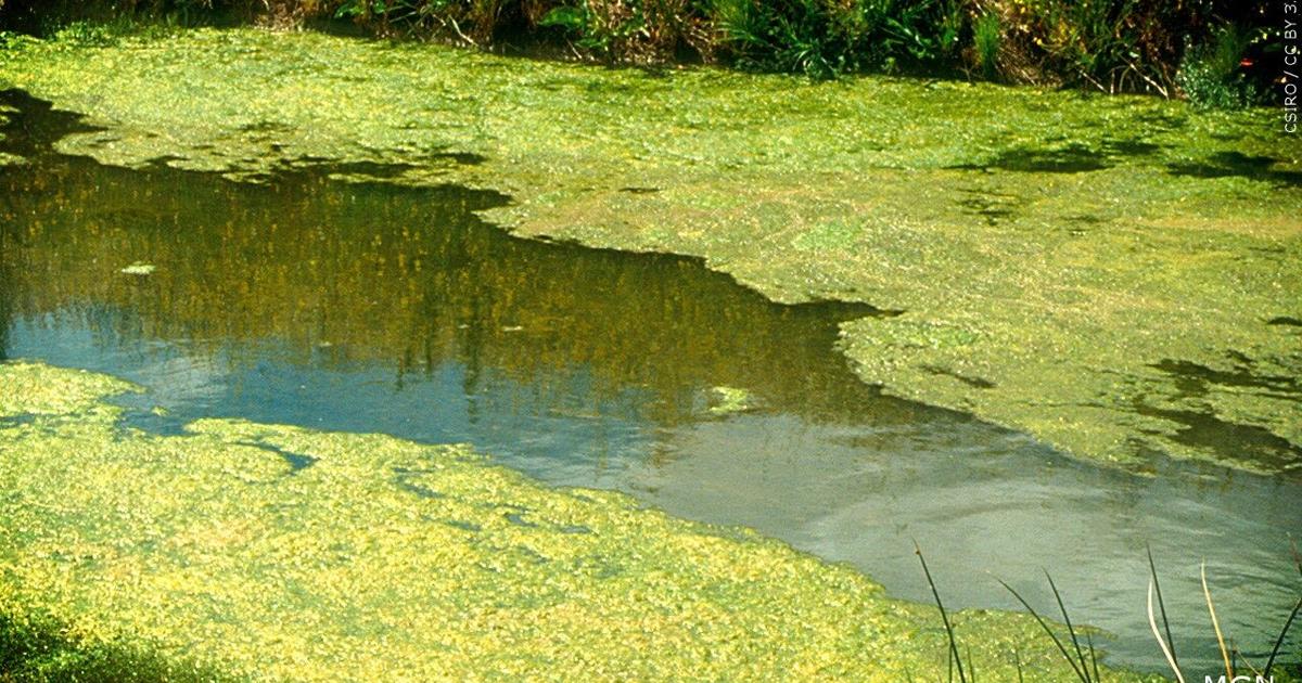 Public Health: Identifying blue-green algae, what to do if you come in contact with bacteria