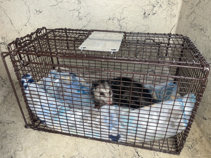 Escambia County Animal Welfare Officers speak out after opossum injured in incorrectly set up trap