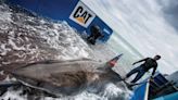 White sharks like Florida waters. Here's 11 things to know, including who's out there now