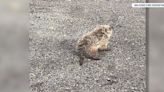 Gopher freed from storm drain in Milford