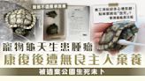 棄養寵物丨寵物龜天生患腫瘤 康復後遭無良主人棄養 被遺棄公園生死未卜