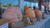 Monster Pumpkin Fest returns to Pittsburgh’s Strip District