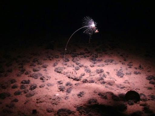 Deep ocean 'dark oxygen' find could rewrite Earth's history