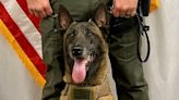 Kings County Sheriff’s Office K-9 ‘Dash’ passes away