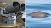 Searching For the Vaquita Porpoise: the World’s Most Endangered Cetacean