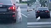 VIDEO: Perrito es abandonado en autopista y persigue el auto por cuadras