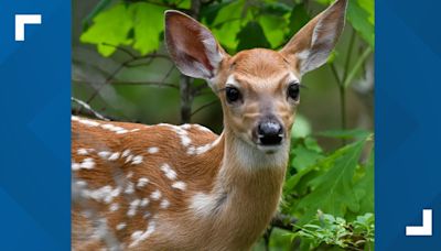 First case of Chronic Wasting Disease in Washington State found in Spokane