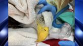 Bald eagle rescued after eating rat poison in Massachusetts