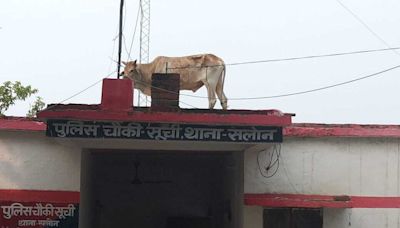 Panic At UP Police Station After Bull Climbs Onto Its Roof