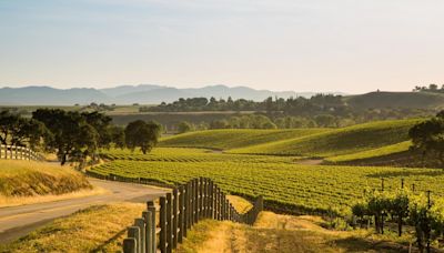How Santa Ynez Valley Quietly Stole The Spotlight From California’s Prestige Wine Regions