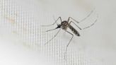 Invasive mosquitoes found in Placer County