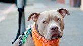 Adorable pittie gets to see the wonders of her world