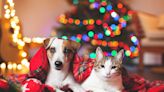 Gifting a pet for Christmas? Here are some tips from the Gulf Coast Humane Society