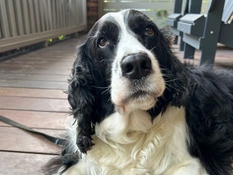 U.S. delays tough new border rules for dogs — but could revive them in nine months, minister says | CBC News
