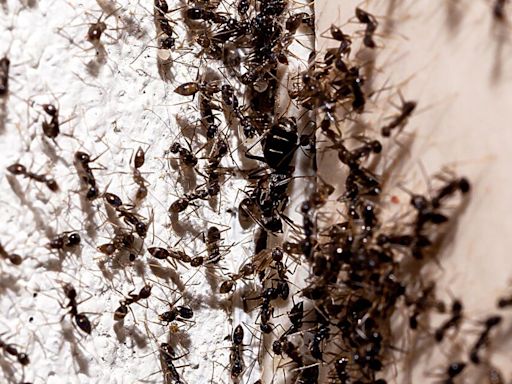 Ants will never enter your home when using 1 item cleaner claims the pests hate