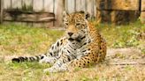 Video of Jaguar Trying to Escape Zoo Enclosure Has People So Saddened