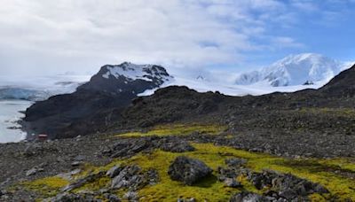 First map of vegetation across Antarctica reveals a battle for the continent’s changing landscape