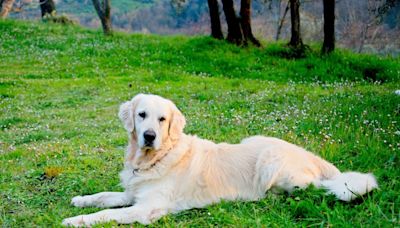 Golden Retriever's Dedication to 'Job' at Outdoor Cafe Is Commendable