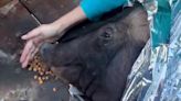 VÍDEO: porca é resgatada por voluntários em Porto Alegre | GZH