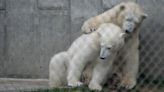Polar pals: How two Alaska Zoo bears became friends