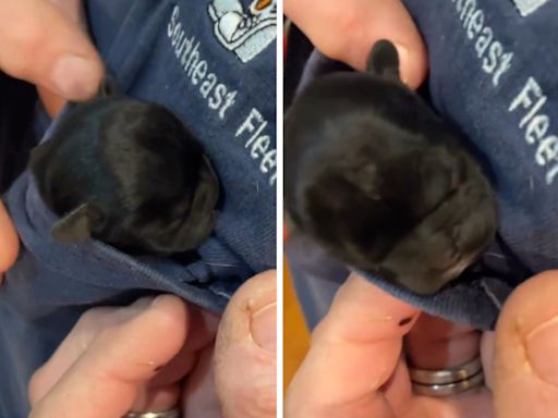 Hearts melt at Frenchie so small she fits in owner's T-shirt—"pocket puppy"