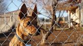 Woman Makes Desperate Plea to Help Little Dog Her Neighbor Leaves Out in the Rain