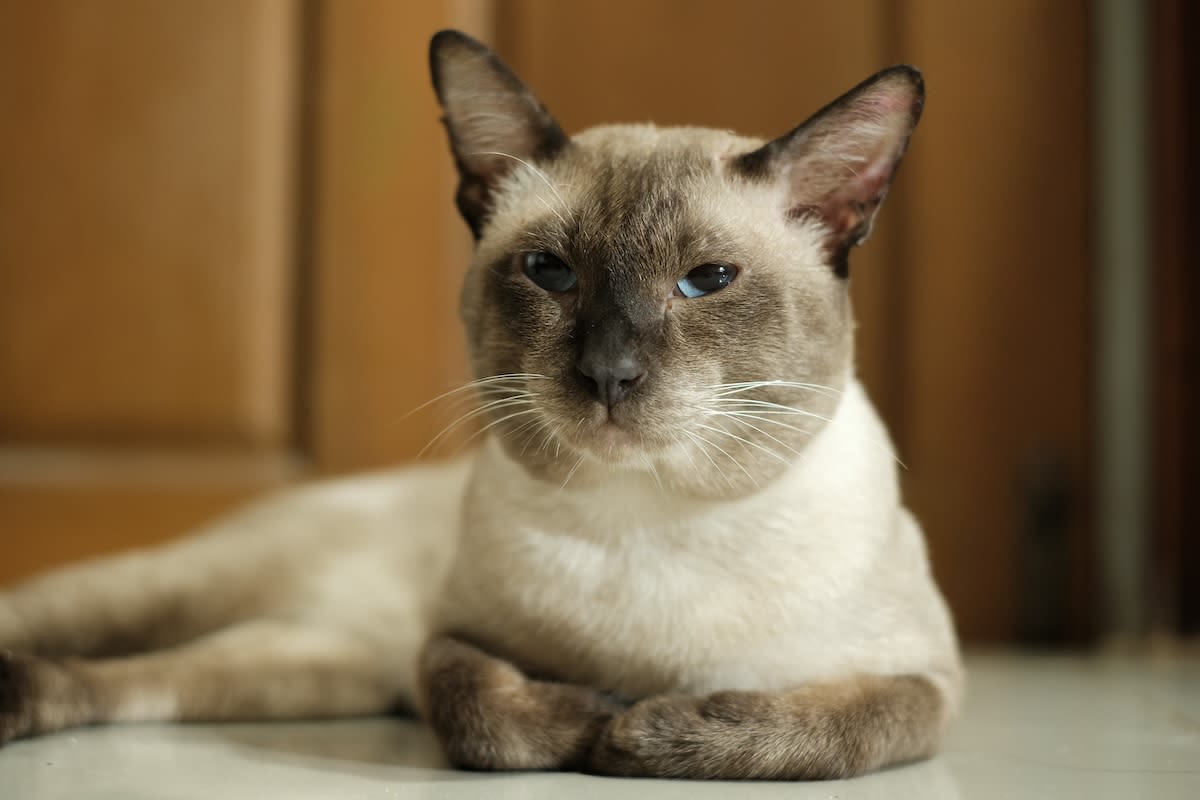 Cat Lost in Yellowstone Treks Over 900 Miles To Find His Beloved Family