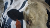 Bird flu has reached Colorado dairy cattle. Now what?