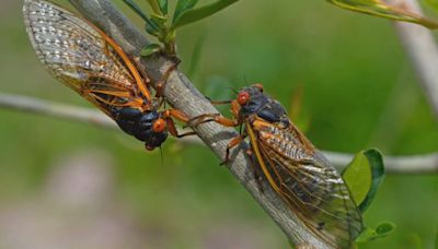 Cicada influx attracting copperheads to area