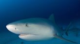 Did you know? These are the 5 most common sharks found off the SW Florida coast