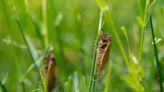 Emergence of trillions of cicadas peaks across US but deafening sounds to continue