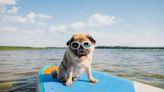 How to Have a Safe Summer With Your Dog