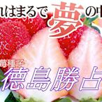 德島 勝占 (夢之香)草莓種子　正統日本德島縣最高等級種子12粒/袋