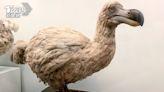 17世紀絕種「渡渡鳥」有望復活 標本取到古代DNA定序
