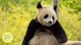 China to send 2 giant pandas to US Smithsonian National Zoo by year’s end