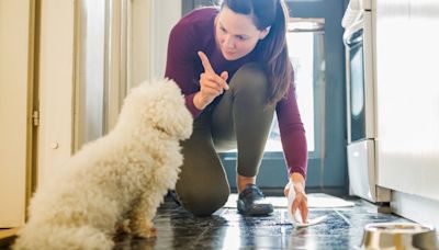 ¿Tu perro marca territorio dentro de la casa? Descubre cómo evitar que tu mascota orine dentro de tu hogar