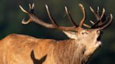 What is the ‘Zombie’ disease impacting the US deer population