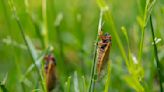 Are cicadas bugging you with their infamously loud sounds? We want to hear it