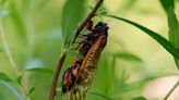 Collecting sex-crazed zombie cicadas on speed: Scientists track a bug-controlling super-sized fungus