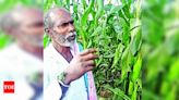 This Koppal farmer has achieved record maize yield | Mysuru News - Times of India
