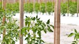 Florida Weave for Tomatoes: 7 Steps to Perfectly Trellis Your Plants