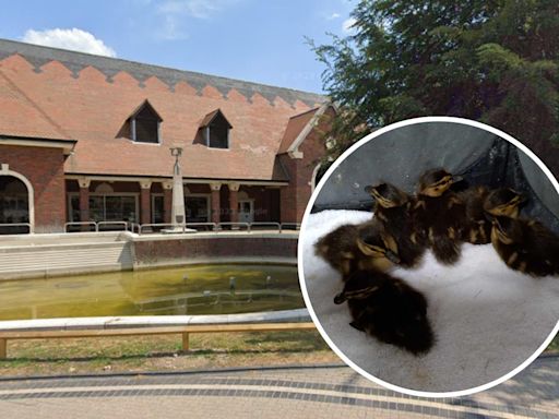 Day-old ducklings rescued over fear of 'evil' attacks