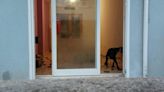 Denuncian el abandono de siete perros encerrados entre sus propias heces en un piso de Palma