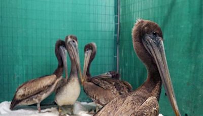 California Department of Fish and Wildlife... Number of California Brown Pelicans...County south to San Diego County Show...