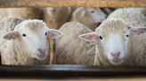 Brave Sheep Who Escaped Slaughter Become Instant Besties at New Sanctuary