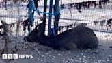 'Exhausted' deer rescued from Cleethorpes beach