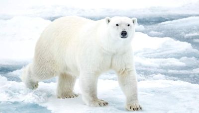 Polar Bears Maul and Kill Worker at Remote Arctic Radar Station