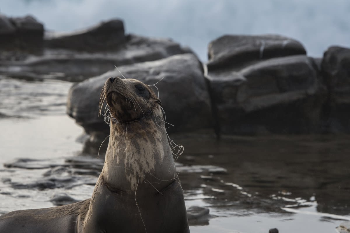 Plastic is polluting our oceans. Will we get a treaty to cut plastic waste?