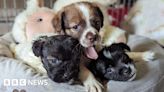 Essex: Abandoned puppies reunited with mother in 'miracle'